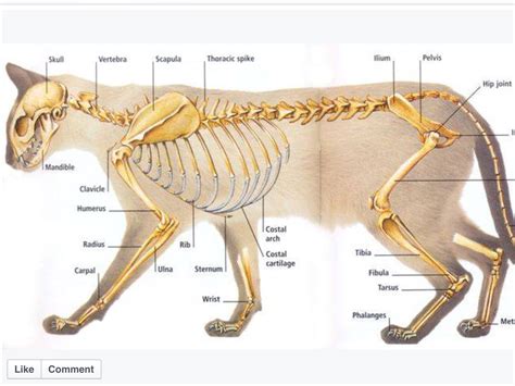 Cat Skeleton Feline Anatomy Cat Anatomy Anatomy Bones