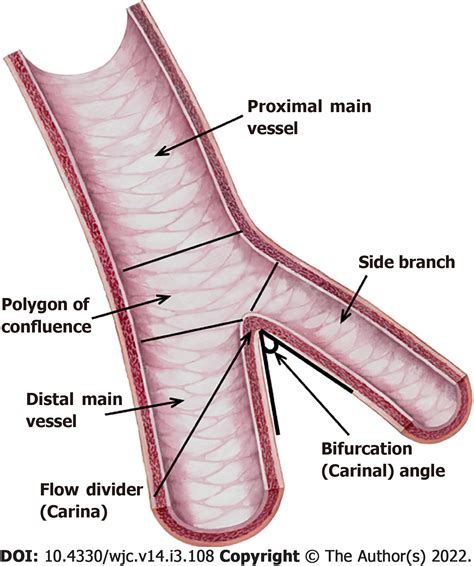 bifurcation (bifurcación) | ENALLTerm 