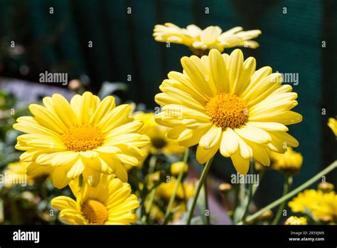 Yellow Marguerite Daisy Argyranthemum Frutescens Flowering Plant On