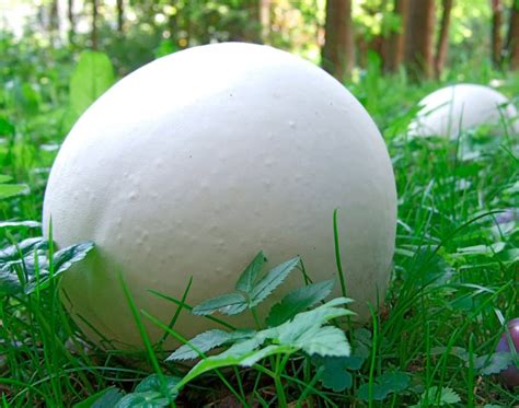 Calvatia Gigantea Bej N Gigante Un Hongo De Tama O Imponente Blog