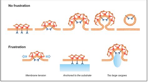 Schematic Representation Of Normal And Frustrated Clathrin Coated