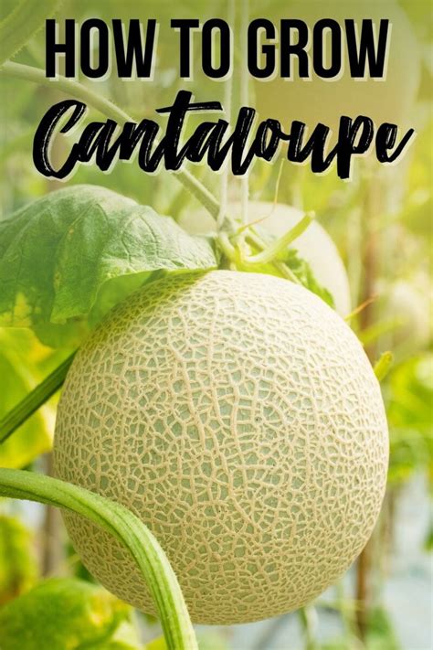 how long does it take cantaloupe to grow from seed