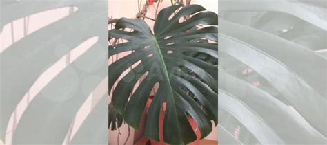 Комнатные растения купить в Томске | Товары для дома и дачи | Авито