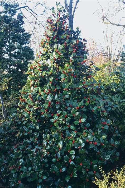 10 Uncommon Holly, Winterberry, and Inkberry Varieties to Spark Winter ...