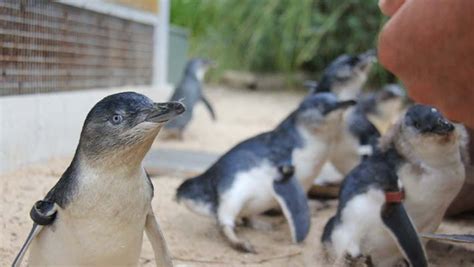 Animal Encounters | Taronga Conservation Society Australia