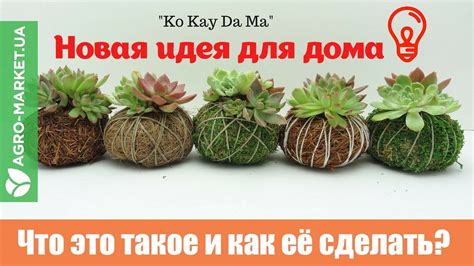 Кокедама | Как сделать кокедаму? | Kokedama | Agro-market.ua - YouTube