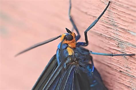 Virginia Ctenuchid Moth Ctenucha Virginica Flickr