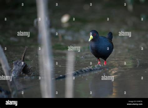 Lake ziway birds hi-res stock photography and images - Alamy