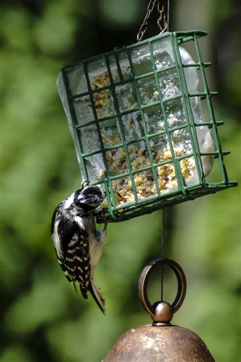 Downy Woodpecker Flying Stock Photos Free And Royalty Free Stock Photos