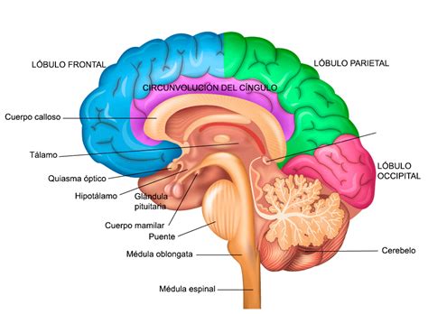 Diagrama De Partes Del Cerebro