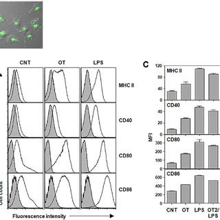 Activation Of Dcs Infected With O Tsutsugamushi In Vitro A Dcs Were