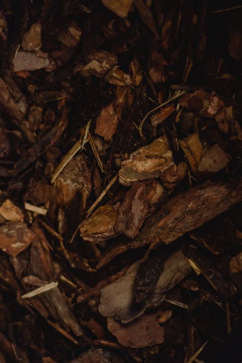What Are the Different Types of Mulch?