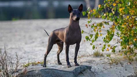 Perros Sin Pelo Razas De Perro Sin Casi Pelo En El Cuerpo