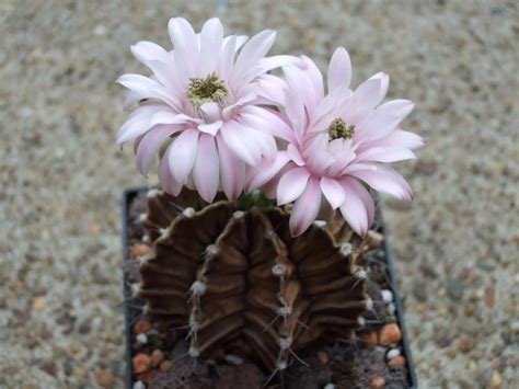 Gymnocalycium Mihanovichii Var Friedrichii