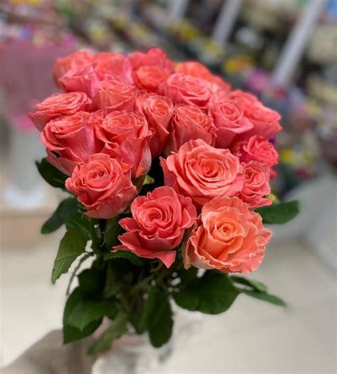 Амстердам Amsterdam - купить в Донецке, Волновахе и ДНР по цене - 380₽