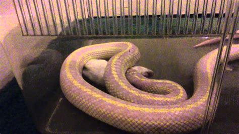 Lavender Albino Striped California Kingsnake Youtube