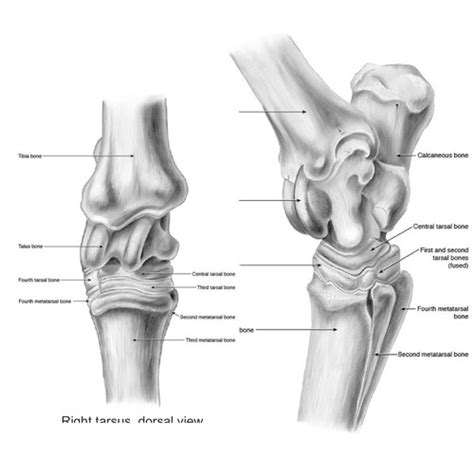 Equine Hindlimb Flashcards Quizlet