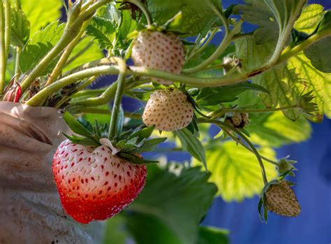 Strawberry Shan OnlyFans: Her Journey