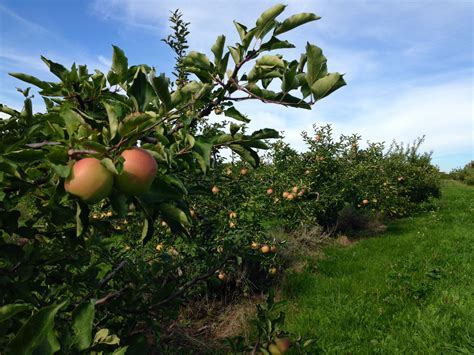 Fruit Crops | The Canadian Encyclopedia