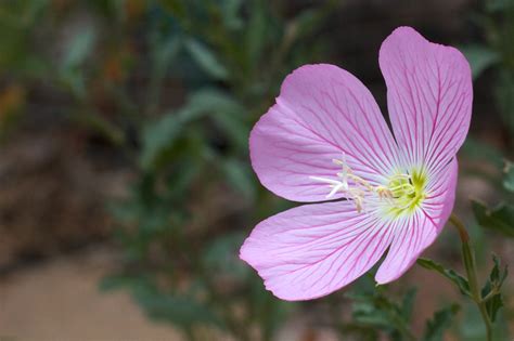 Безплатна снимка : цвят, цвете, венчелистче, ботаника, флора, диви ...