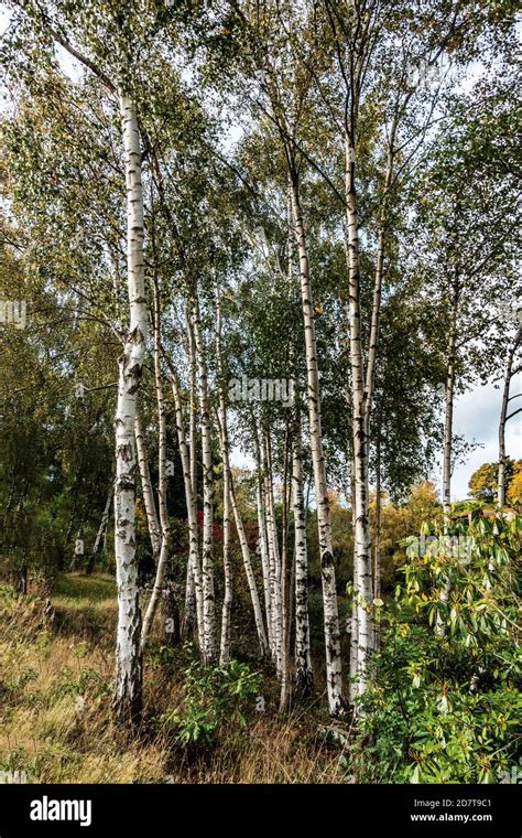 Birch Trees Garden Uk High Resolution Stock Photography and Images - Alamy