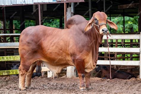 Premium Photo Beef Cattle Breeder American Brahman Red On The Ground