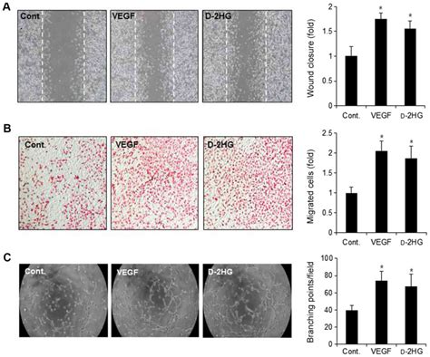 The Oncometabolite D Hydroxyglutarate Induces Angiogenic Activity