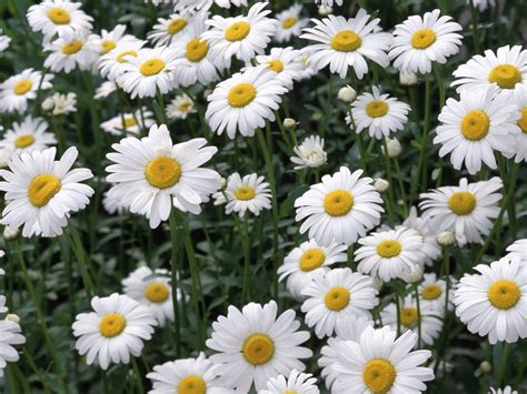 flowers-with-melancholy: Daisy