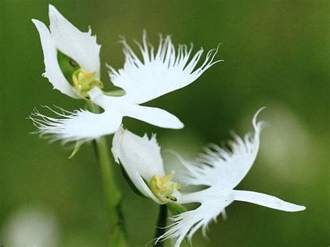 Japanese Radiata Flower Seeds Rare Exotic White Egret Orchid Seeds