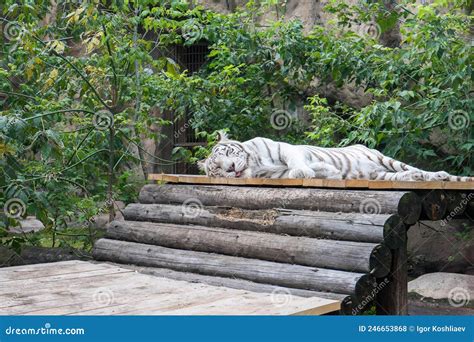 O Tigre Branco Fica Na Plataforma E Dorme a Língua Para Fora Foto