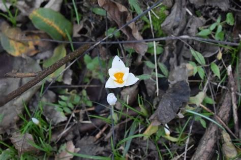 Crocus Caspius Inaturalist