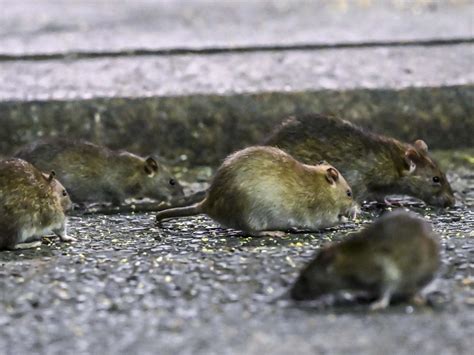 Rats could breed too quickly for NYC's successful new extermination method to keep up