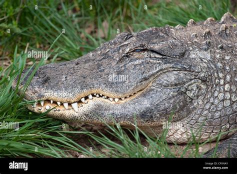 Alligator American Alligator Predator Reptile Teeth Stock Photo - Alamy