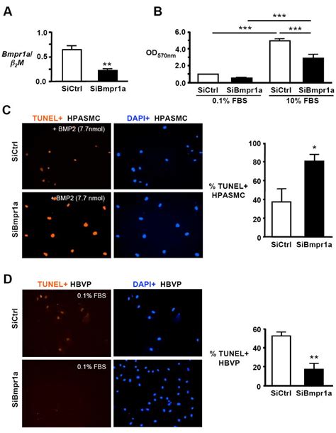 Smooth Muscle Protein 22alpha Mediated Patchy Deletion Of Bmpr1a