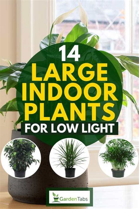 Low Light Indoor Plants Cat Safe | Shelly Lighting