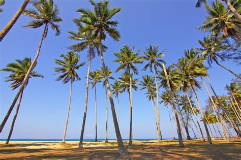 Palm Trees On The Beach · Free Stock Photo