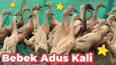 Bebek Adus Kali Youtube Bebek Berenang Berenang Di Sungai Ducks Go