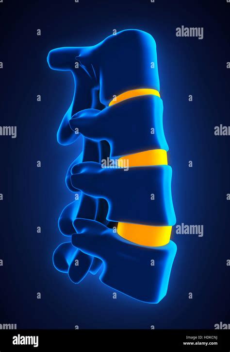 Human Spine Anatomy Stock Photo - Alamy