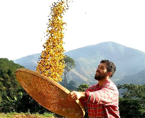 Período da colheita de café requer cuidados jurídicos para safra mais