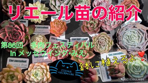 【多肉植物】【ベランダ多肉】【リエール苗】第86回リエール多肉フェスティバルinメッセウイング•みえ リエール苗のご紹介と植えつけ ここにゃん