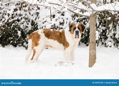 Saint Bernard Standing In The Snow Stock Photo Image Of Brown Winter