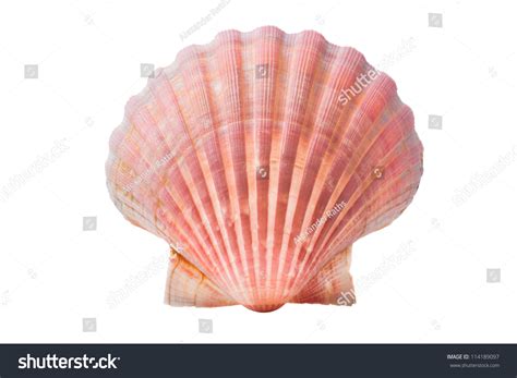 Scallops Shell See Pectinidae On White Stock Photo Shutterstock