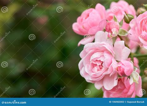 As Rosas Cor De Rosa Florescem Em Um Jardim Tropical Fundo De