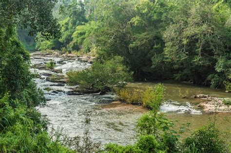 premium photo landscape  streams  forests