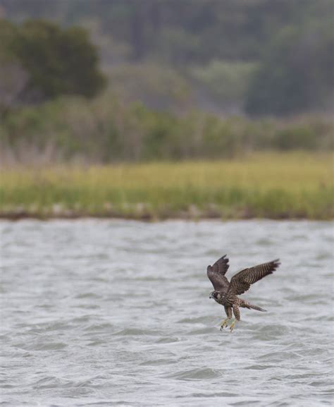 Bill Hubick Photography - Peregrine Falcon (Falco peregrinus)