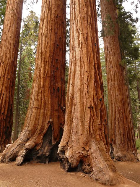 Free Images Tree Branch Wood Trunk Bark Tribe Spruce Deciduous