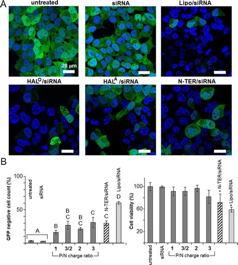 Gfp Silencing And Cell Viability A Confocal Fluorescent Micrographs