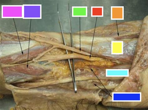 popliteal fossa Diagram | Quizlet