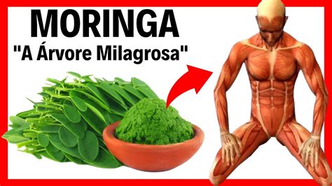 Qual A Planta Mais Nutritiva Do Mundo - A Planta Terrestre Mais Nutritiva do Mundo - Moringa oleifera "A Árvore ...