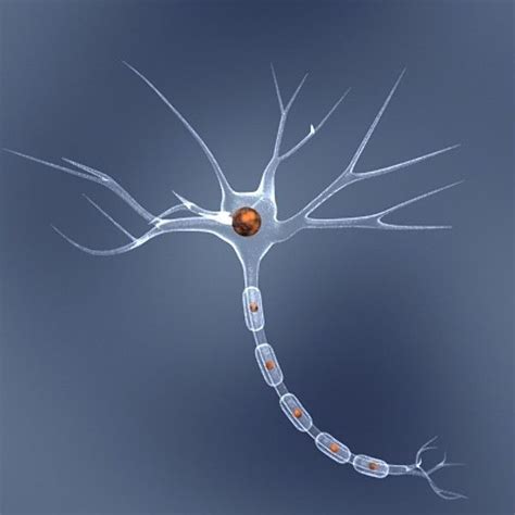 neuron cell 3d model | Teorias de la psicologia, Neuronas, Arte cerebro